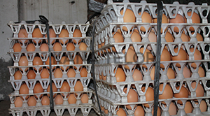 packing telur